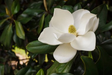 Magnolia grandiflora çiçeği, güney manolyası ya da boğa körfezi, Magnoliaceae ailesinin ağacı.