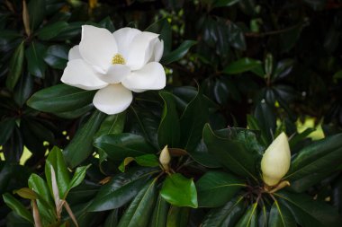 Magnolia grandiflora çiçeği, güney manolyası ya da boğa körfezi, Magnoliaceae ailesinin ağacı.