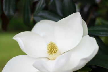Magnolia grandiflora çiçeği, güney manolyası ya da boğa körfezi, Magnoliaceae ailesinin ağacı.