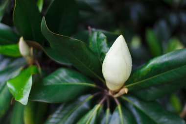 Magnolia grandiflora çiçeği, güney manolyası ya da boğa körfezi, Magnoliaceae ailesinin ağacı.
