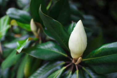 Magnolia grandiflora çiçeği, güney manolyası ya da boğa körfezi, Magnoliaceae ailesinin ağacı.