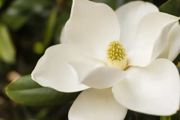 Flower of the Magnolia grandiflora, the Southern magnolia or bull bay, tree of the family Magnoliaceae