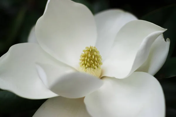 Flower of the Magnolia grandiflora, the Southern magnolia or bull bay, tree of the family Magnoliaceae