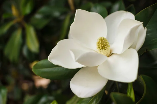 Flower of the Magnolia grandiflora, the Southern magnolia or bull bay, tree of the family Magnoliaceae