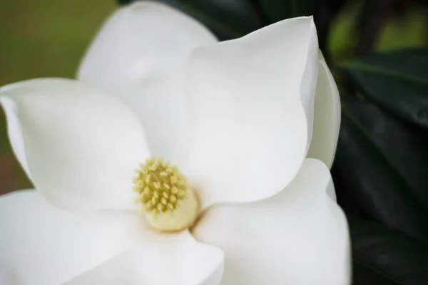 Flower of the Magnolia grandiflora, the Southern magnolia or bull bay, tree of the family Magnoliaceae