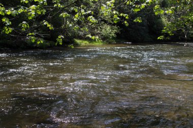 Güneşli bir yaz ormandaki nehir fırtınalı dağ