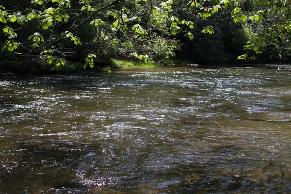 Güneşli bir yaz ormandaki nehir fırtınalı dağ