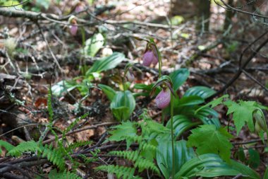 Vahşi orkide Venerin terlik (Cypripedium macranthon) lady's terlik çiçek. Ormanda pembe büyük çiçekler.
