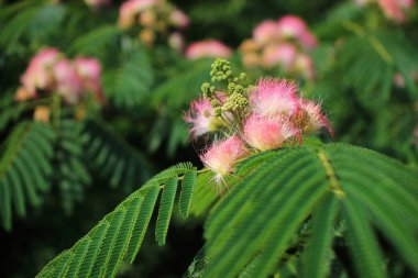 Şirin kabarık çiçek açan bir görüntü Pembe çiçek. Albizia julibrissin. Farsça ipek, pembe ipek ağaç. İnanılmaz parlak tropik çiçekler