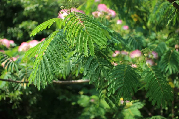 Imagine Floare Roz Înflorit Pufos Drăguț Albizia Julibrissin Mătase Persană — Fotografie, imagine de stoc