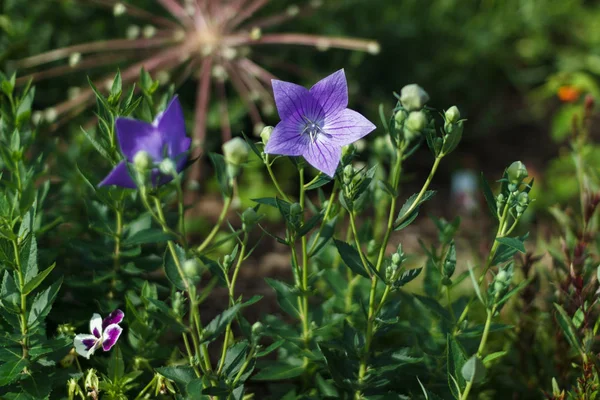 Blue flower close-up. Bell on the flower bed. Balloon flowers (Platycodon grandiflorus) in garden