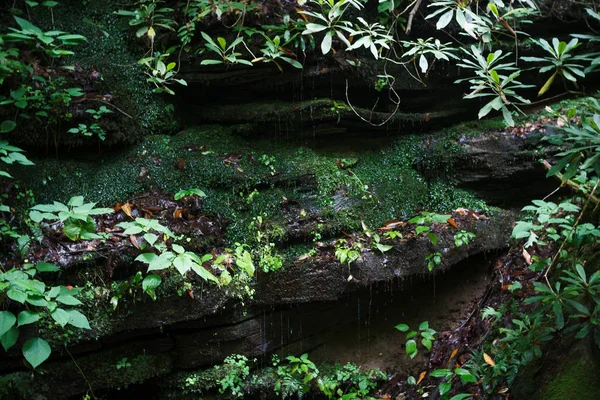 A rock wall in a mountain forest, covered with moss. Water droplets drip down the slope