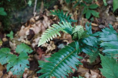 Fern ormanda yakın çekim kuru yeşillik bir arka plana karşı yaprakları