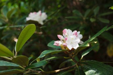 Rainforest ağaçlarda hafif pembe çiçekler