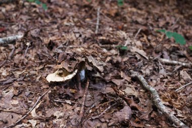 Ormanda kuru yaprakları altında bir mantar görülebilir. Mantar yakın çekim.
