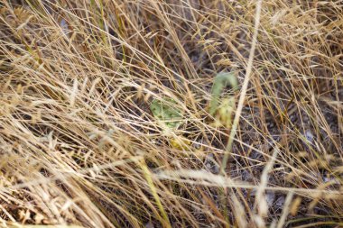 Kurak bir iklimde yakın çekim sırasında Kuru Çim ve kaktüsler. Terkedilmiş bitkiler. Sulu meyveler. Texas, Amerika Birleşik Devletleri