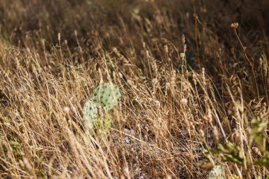 Kurak bir iklimde yakın çekim sırasında Kuru Çim ve kaktüsler. Terkedilmiş bitkiler. Sulu meyveler. Texas, Amerika Birleşik Devletleri