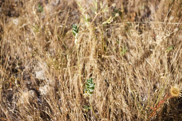 Kurak bir iklimde Kuru Çim ve sulu meyveler yakın çekim. Terkedilmiş bitkiler. Texas, Amerika Birleşik Devletleri