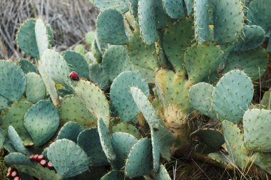 Çölde büyüyen kırmızı çiçekli kaktüs
