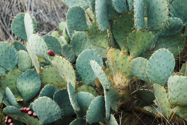 Cactus Con Flores Rojas Creciendo Desierto —  Fotos de Stock