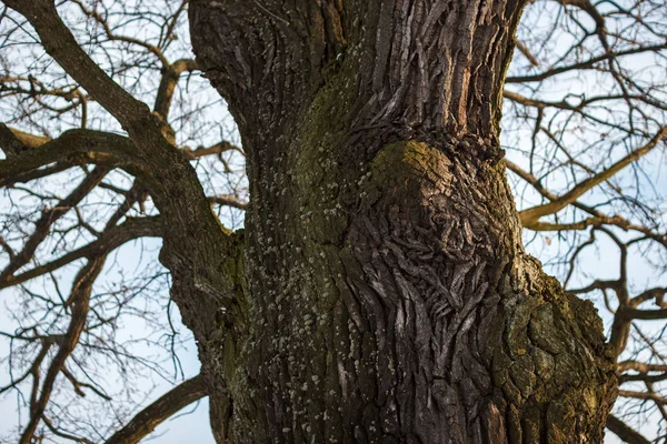 The trunk of a big tree was burned by a lightning strike. Texture of tree bark. Big oak stands in winter on a snowy field.