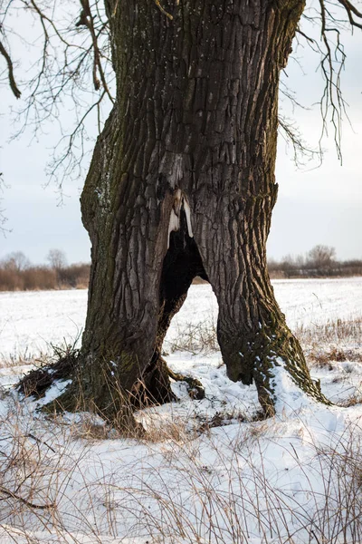 The trunk of a big tree was burned by a lightning strike. Texture of tree bark. Big oak stands in winter on a snowy field.