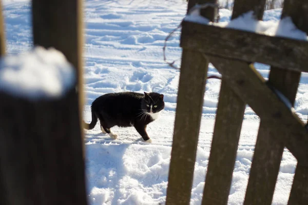 Black cat is walking along the snowy road in the village. A black cat stands in the snow near a wooden fence on a sunny winter day.