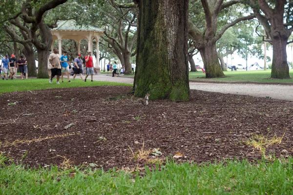 Pequeno Esquilo Fica Perto Uma Grande Árvore Parque Gazebo Pode — Fotografia de Stock