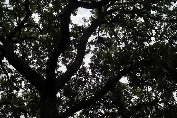 Dunkle Baumsilhouette Mit Blättern Vor Dem Hintergrund Des Sommerhimmels — Stockfoto