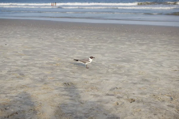 A seagull stands on the sea coast on the sand against the background of the sea. In the summer, the seagull on the coast is about to fly over the ocean.