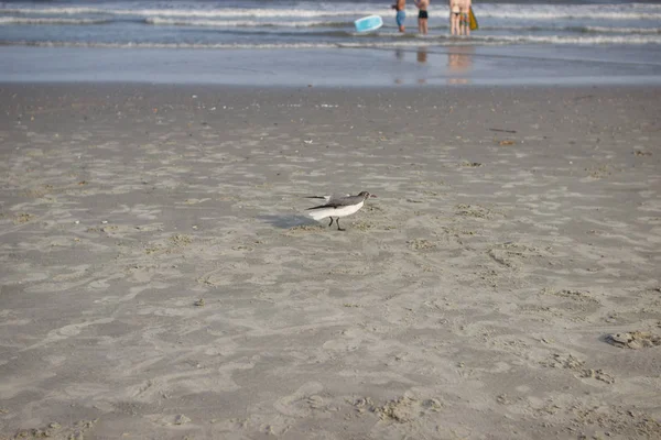 Uma Gaivota Fica Costa Mar Areia Contra Fundo Mar Verão — Fotografia de Stock
