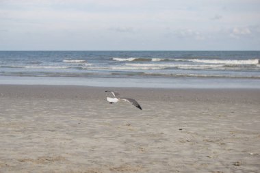 Bir martı kum deniz arka planı'nın deniz kıyısında duruyor. Yaz aylarında, okyanus üzerinde uçmayı deniz kenarı martı olduğunu.