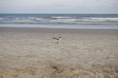 Bir martı kum deniz arka planı'nın deniz kıyısında duruyor. Yaz aylarında, okyanus üzerinde uçmayı deniz kenarı martı olduğunu.