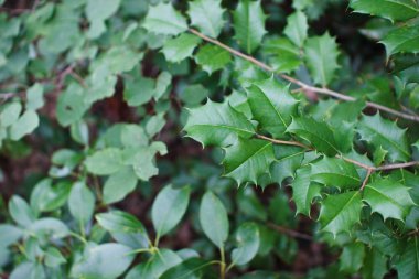 Güzel bir bokeh arka planda yakın plan yeşil bitkiler