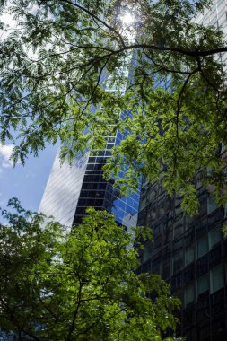 Cam gökdelenler ve gökyüzü arka plan karşı ağaçların yeşil dalları. Yüksek teknoloji tarzında yüksek binaların arka planda akasya Yeşil dalları..
