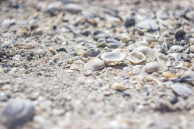 kabukları ile yaz arka plan