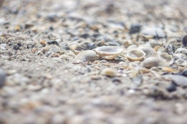 kabukları ile yaz arka plan