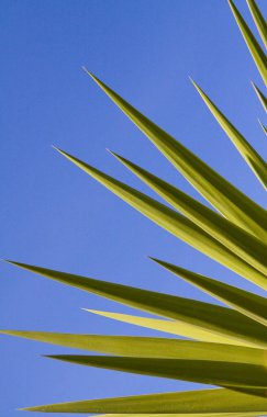 Güneş ışığında dikenli parlak yeşil avize ağacı yaprakları