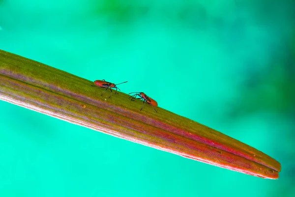 İki dost kırmızı ve siyah böcek karşılamak ve her diğer yeşil bir yaprak selamlıyorum