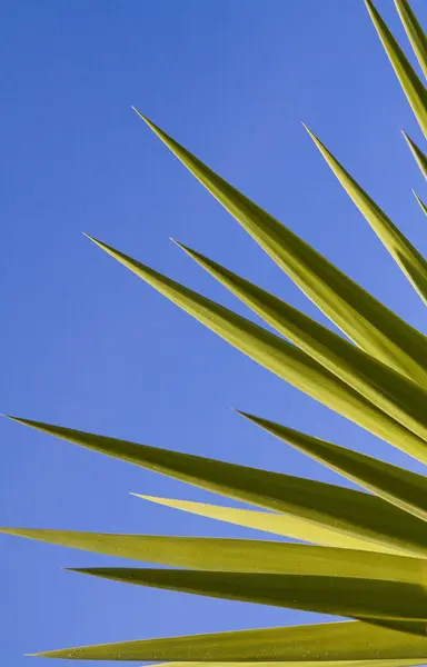 Güneş ışığında dikenli parlak yeşil avize ağacı yaprakları