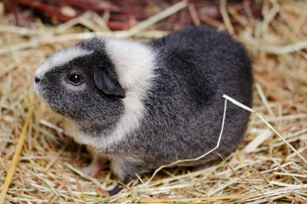 Close Van Wit Grijs Volwassen Binnenlandse Cavia Cavy Cavia Avondrood — Stockfoto