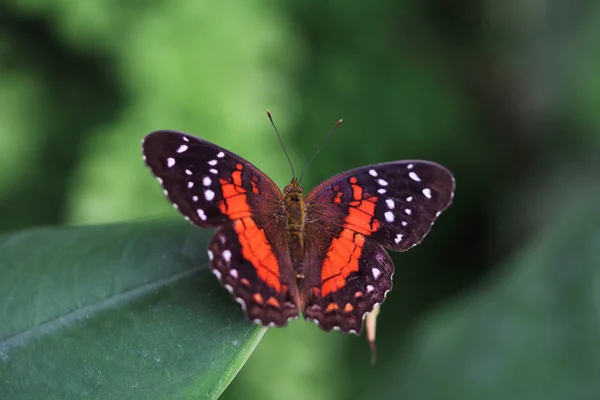 Portret Scarlet Paw Motyli Liściu — Zdjęcie stockowe