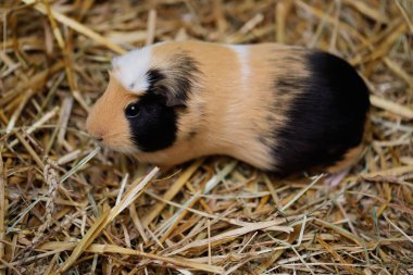 Siyah-beyaz-kahverengi yetişkin aile içi eskiden şiling şimdi domuz (Cavy, Cavia porcellus Close-Up)