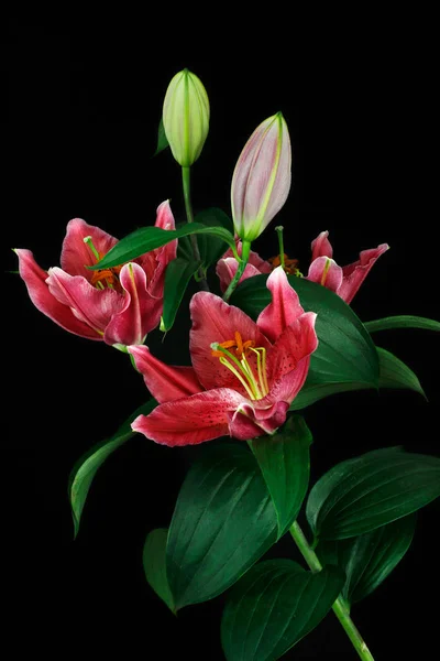 Gros Plan Fleur Lis Rose Lililium Colorée Macro Photographie Nature — Photo