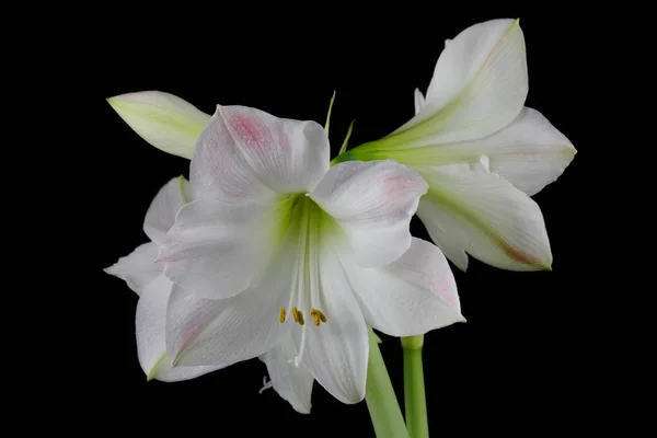 Kış Çiçekli Beyaz Nergis Zambağı Çiçek Siyah Arka Plan Üzerine — Stok fotoğraf