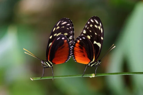 Stagione Degli Accoppiamenti Primo Piano Paar Farfalle Tropicali Dido Longwing — Foto Stock