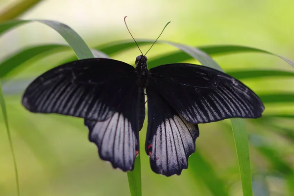 黑白色热带蝴蝶在叶子上的特写 自然的宏观摄影 — 图库照片