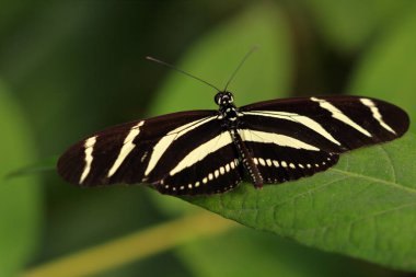 Tropikal çizgili kelebek dido longwing (kaplan longwing) yaprak üzerinde. Makro fotoğrafçılık yaban hayatı.