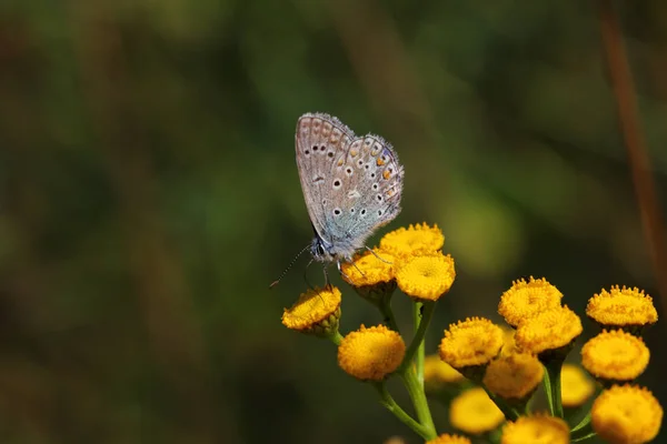 Lycaenidae μπλε πεταλούδα του λιβαδιού wildflower — Φωτογραφία Αρχείου