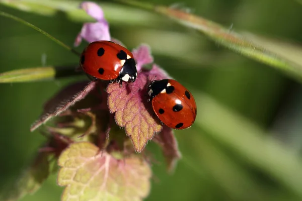 Yakın çekim çayır wildplant üzerinde (uğur böceği) uğur böceği. Fotoğraf yaban hayatı.